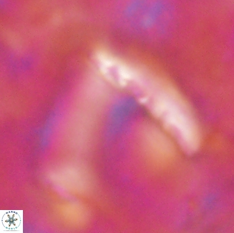 Nicklithus amplificus 26326