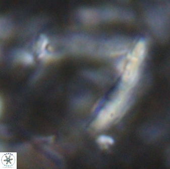 Nicklithus amplificus 26329