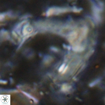 Nicklithus amplificus 26330