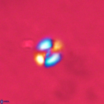 Noelaerhabdus bekei VR 02297