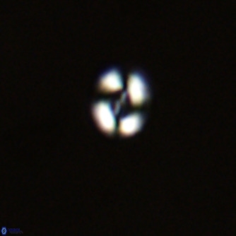 Noelaerhabdus bekei VR 02292