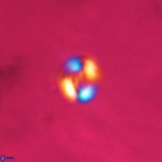 Noelaerhabdus bekei VR 02293