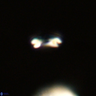 Noelaerhabdus bekei VR 02314