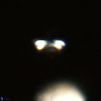 Noelaerhabdus bekei VR 02315