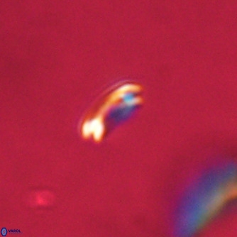 Noelaerhabdus bekei VR 02317