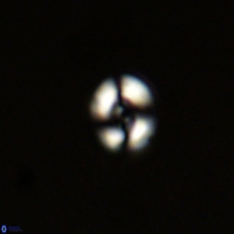 Noelaerhabdus bekei VR 02319