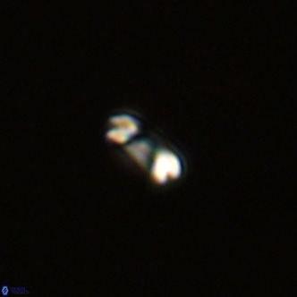 Noelaerhabdus bekei VR 02312