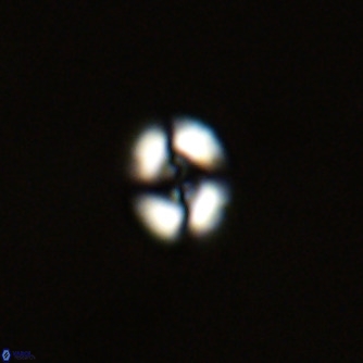 Noelaerhabdus bekei VR 02349