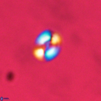 Noelaerhabdus bekei VR 02358