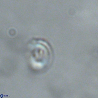 Noelaerhabdus bekei VR 02359