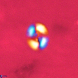 Noelaerhabdus bekei VR 02350