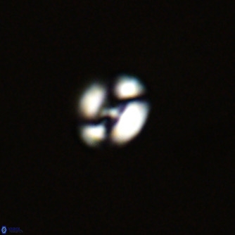 Noelaerhabdus bekei VR 02352