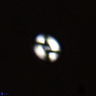 Noelaerhabdus bekei VR 02353