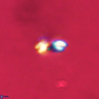 Noelaerhabdus bekei VR 02364