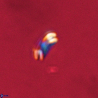 Noelaerhabdus bekei VR 02370