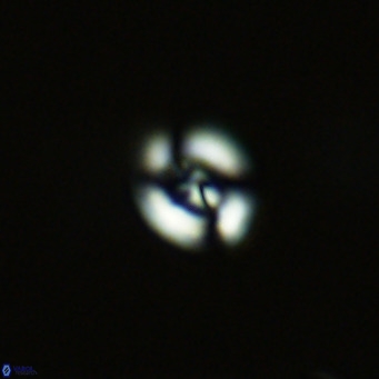 Noelaerhabdus bekei VR 03168