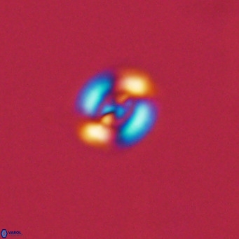 Noelaerhabdus bekei VR 03174