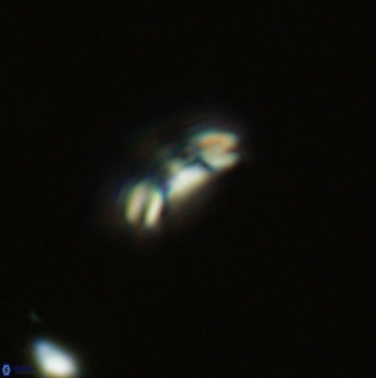 Noelaerhabdus bekei VR 03176