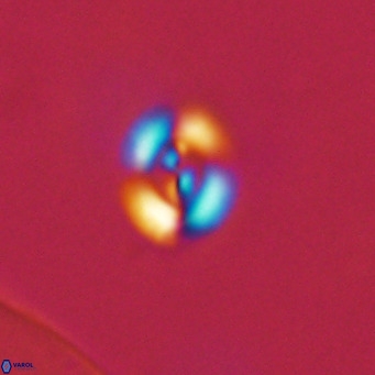 Noelaerhabdus bekei VR 03170