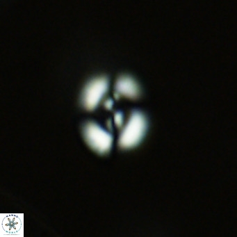Noelaerhabdus bekei VR 03172