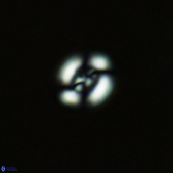 Noelaerhabdus bekei VR 03173