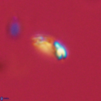 Noelaerhabdus bekei VR 03180