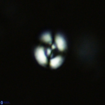 Noelaerhabdus bekei VR 03183