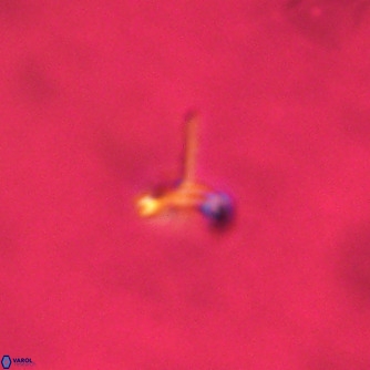 Noelaerhabdus bozinovicae VR 02224