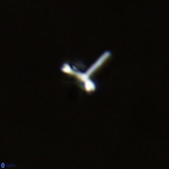 Noelaerhabdus bozinovicae VR 02226