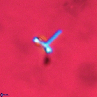 Noelaerhabdus bozinovicae VR 02227