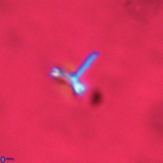 Noelaerhabdus bozinovicae VR 02234