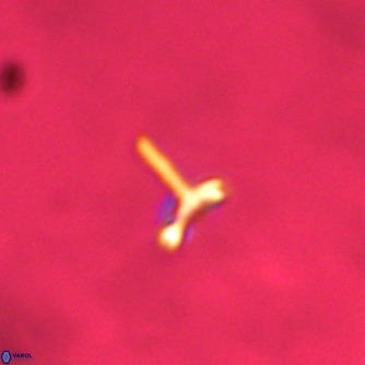 Noelaerhabdus bozinovicae VR 02235