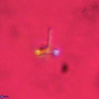 Noelaerhabdus bozinovicae VR 02231