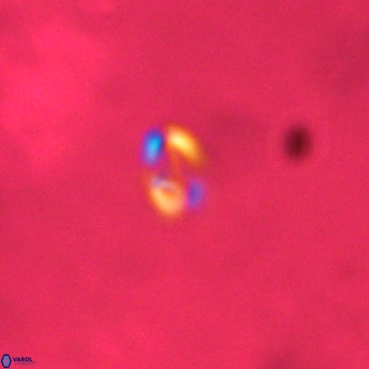 Noelaerhabdus bozinovicae VR 02245