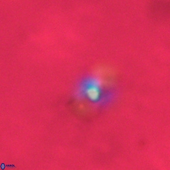 Noelaerhabdus bozinovicae VR 02250