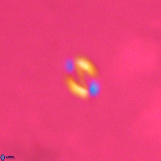 Noelaerhabdus bozinovicae VR 02268