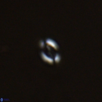 Noelaerhabdus bozinovicae VR 02269