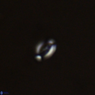 Noelaerhabdus bozinovicae VR 02274