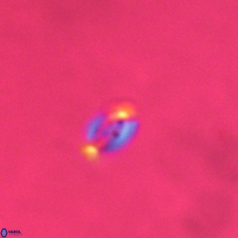 Noelaerhabdus bozinovicae VR 02275