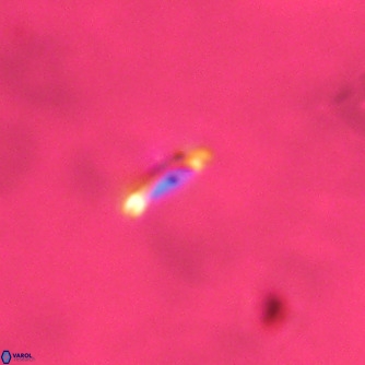 Noelaerhabdus bozinovicae VR 02276