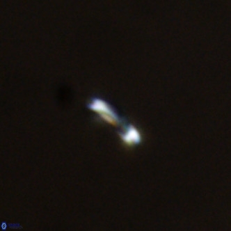 Noelaerhabdus bozinovicae VR 02278