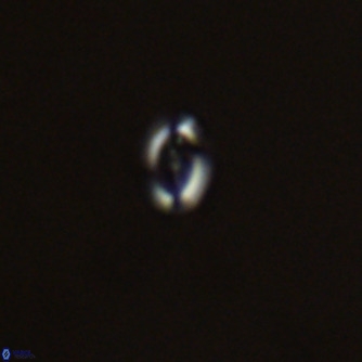 Noelaerhabdus bozinovicae VR 02270