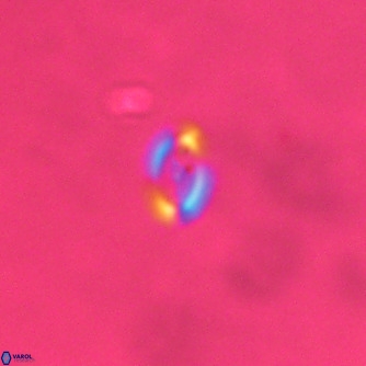 Noelaerhabdus bozinovicae VR 02271