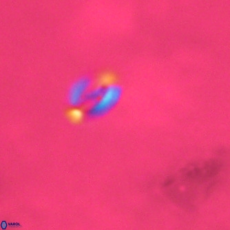 Noelaerhabdus bozinovicae VR 02272