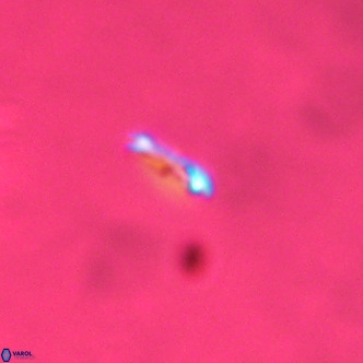 Noelaerhabdus bozinovicae VR 02280