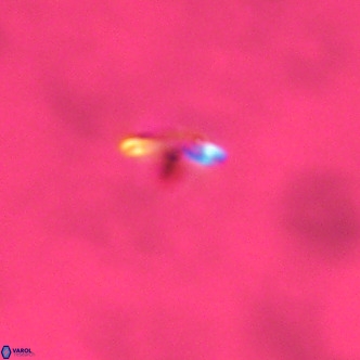 Noelaerhabdus bozinovicae VR 02281