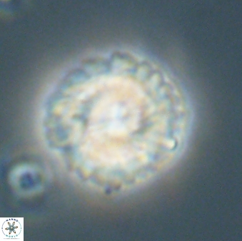 Noelia kolona 64567