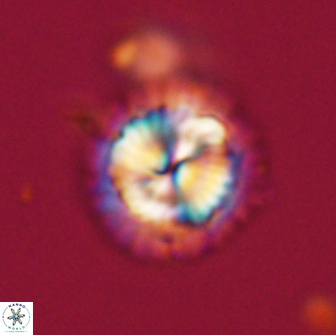 Noelia kolona 64577