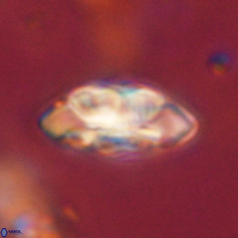 Noelia mahaniae 70595