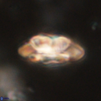 Noelia mahaniae 70596